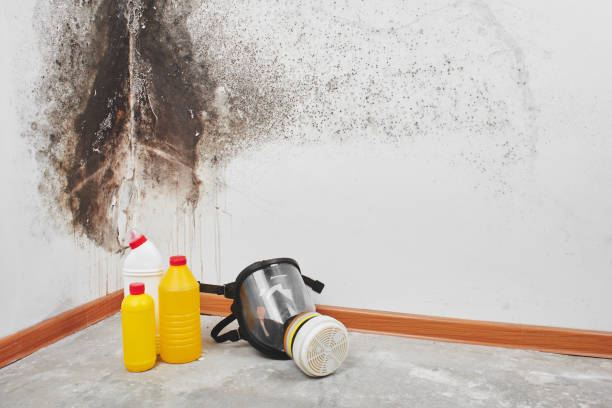 Best Certified Mold Removal  in Luray, VA