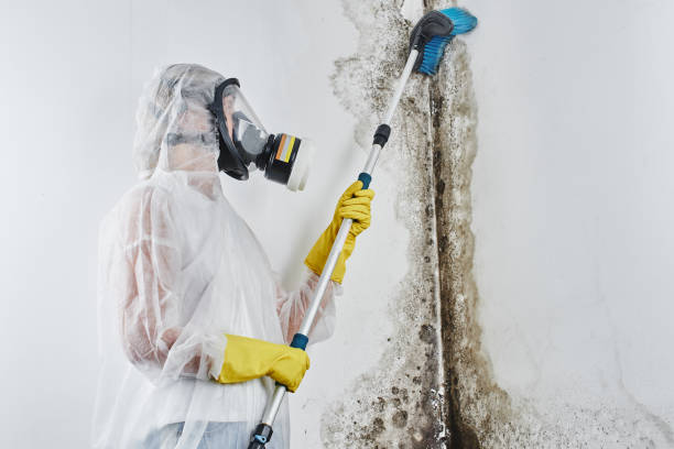 Best Affordable Mold Removal  in Luray, VA