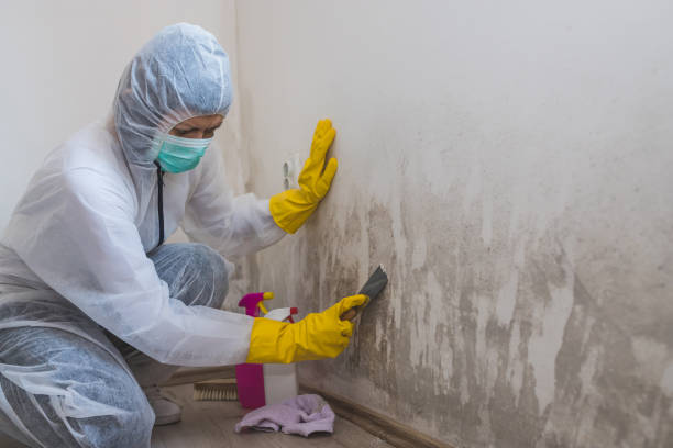 Best Fast Mold Removal  in Luray, VA