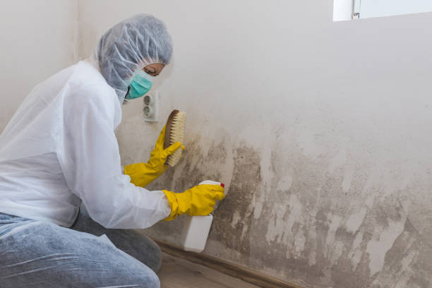Best Same-Day Mold Removal  in Luray, VA