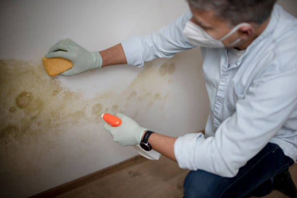 Best Crawl Space Mold Removal  in Luray, VA