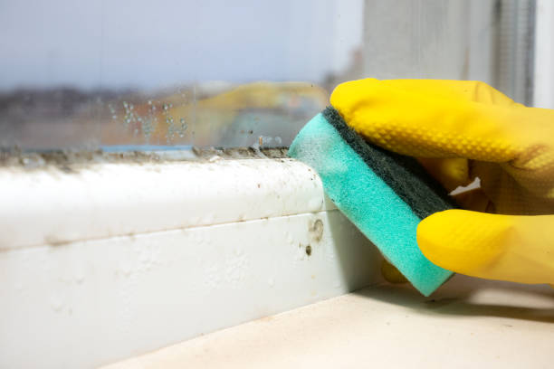 Best Mold Cleaning Services  in Luray, VA