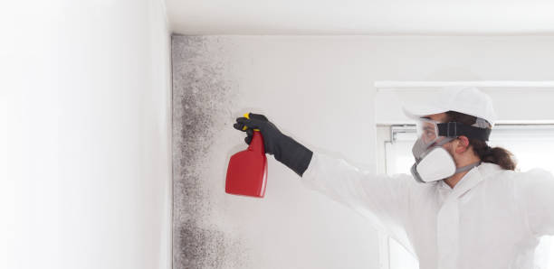 Professional Mold Removal in Luray, VA