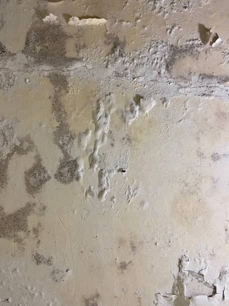 Best Affordable Mold Removal  in Luray, VA