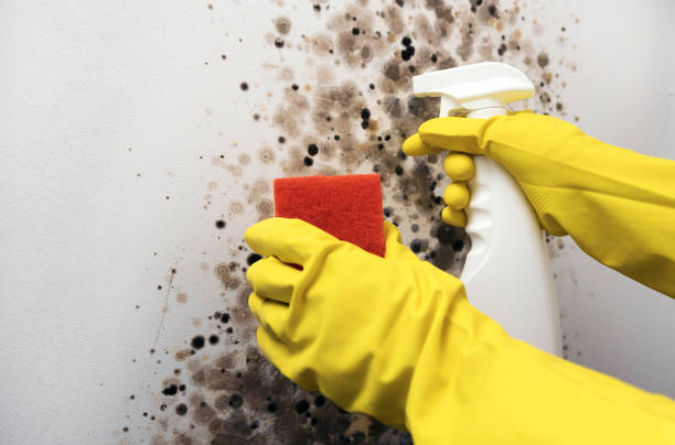 Best Residential Mold Removal  in Luray, VA