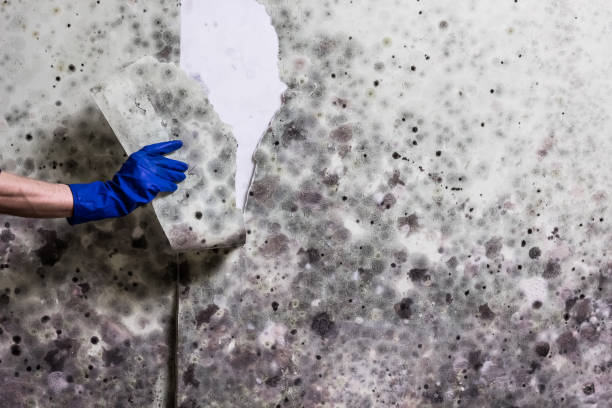 Best Professional Mold Removal  in Luray, VA